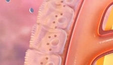 Cholesterol and micelles