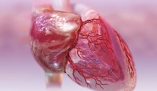 Beating heart with blood flow