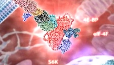 mTOR signaling in cancer