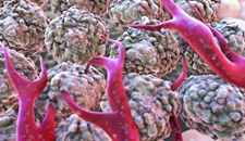 Oral chemotherapy drug
