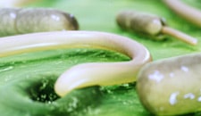 Battling fungi, bacteria