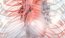 Anatomy reveal