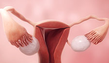 Ovulation