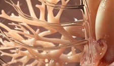 Visual exploration of heart