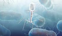 T4 bacteriophage