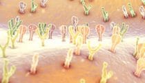 T cell receptors