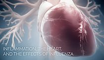 Influenza and the heart