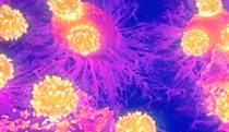 Killer T cells targeting tumor cells
