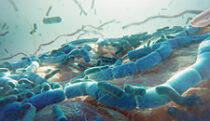 The human gut microbiome
